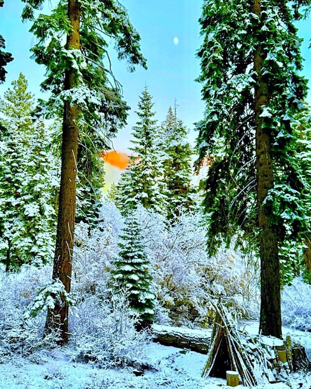 The Honey Bear Cabin Carnelian Bay المظهر الخارجي الصورة